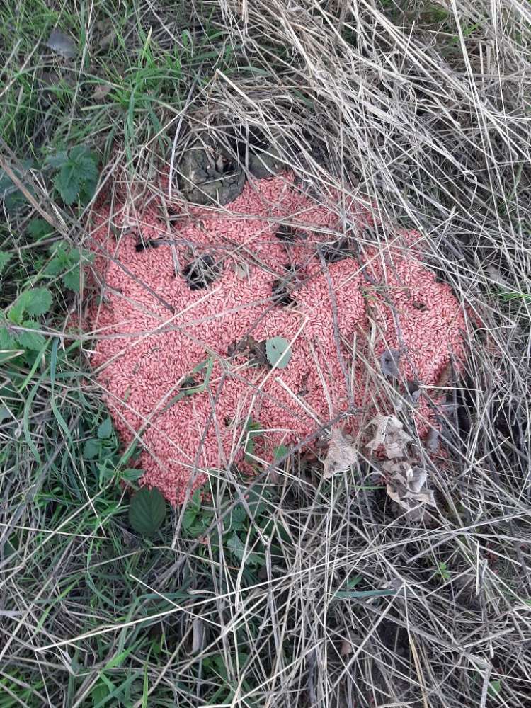 Giftköder-Achtung! roter Weizen-Profilbild