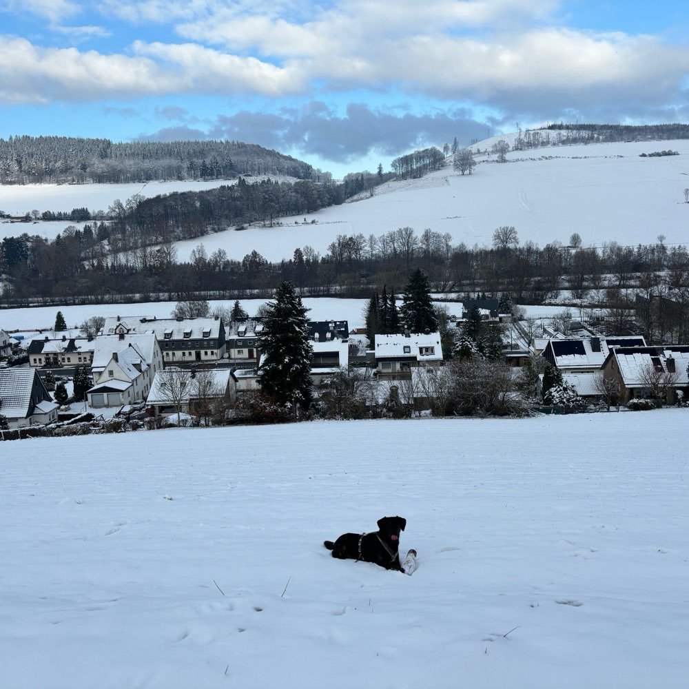 Hundetreffen-Spaziergang und spielen-Profilbild