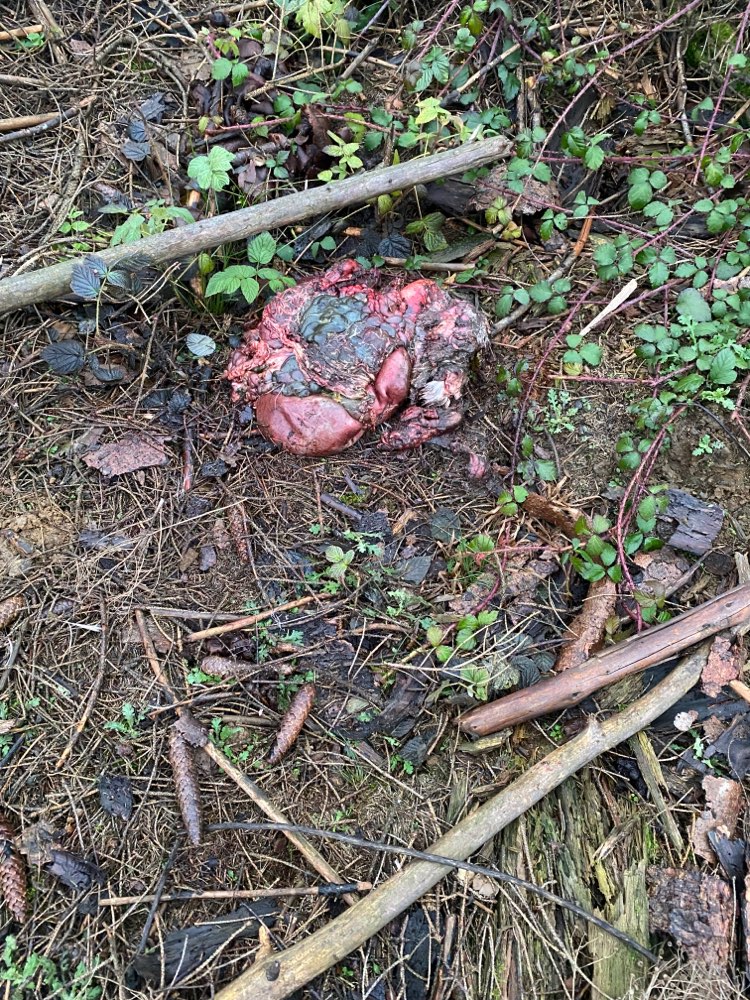 Giftköder-Tier Kadaver-Profilbild