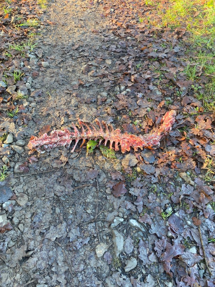 Giftköder-Knochen-Profilbild