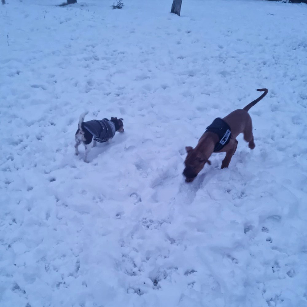 Hundetreffen-Soziale Schnuffel Kontakte-Profilbild