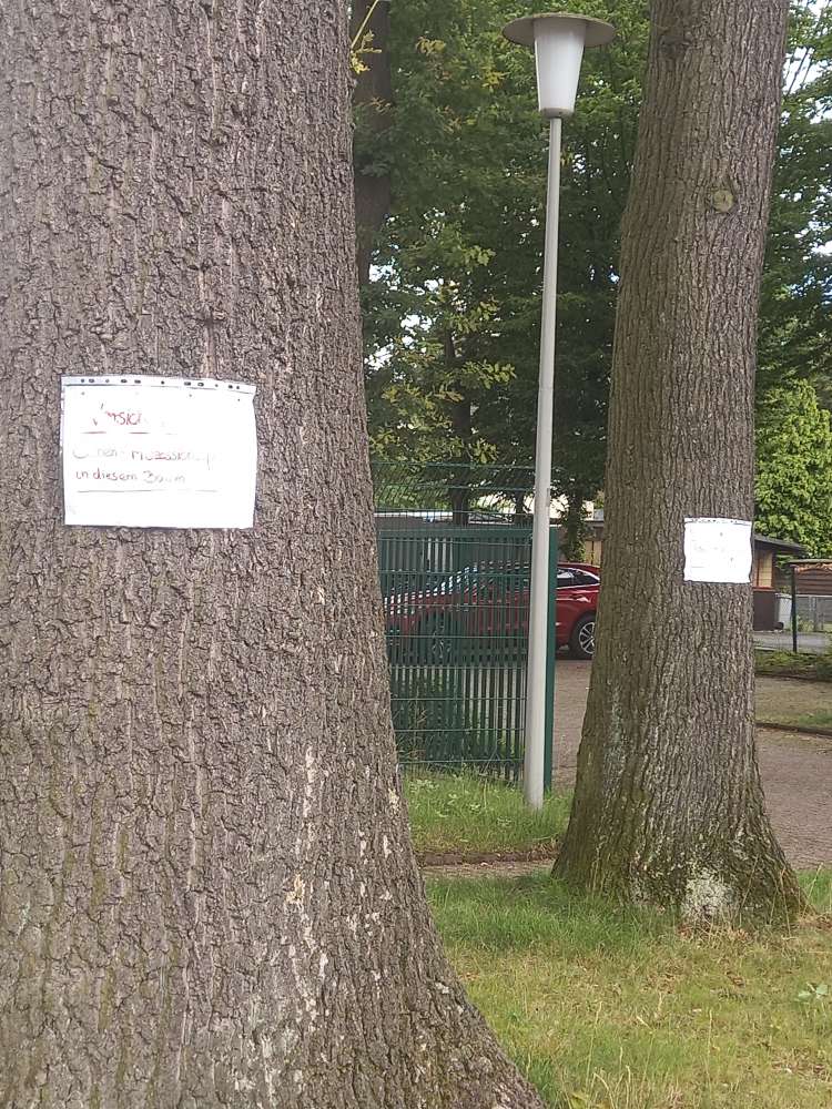 Giftköder-Eichenprozessionsspinner-Profilbild