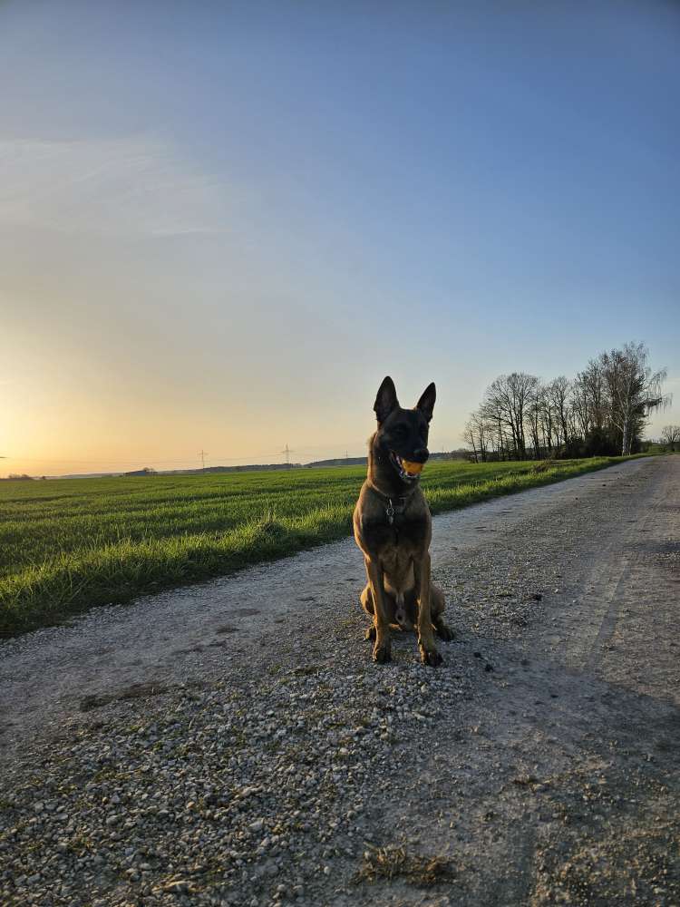 Hundetreffen-Gemeinsames Gassi mit Training-Profilbild
