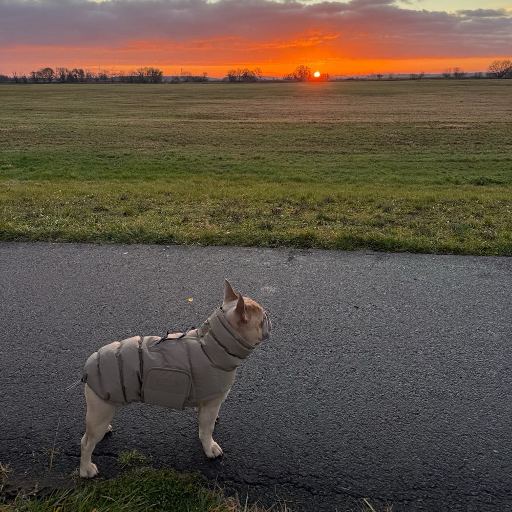 Hundetreffen-Spielrunde/Gassirunde Tangermünde & Umgebung-Profilbild