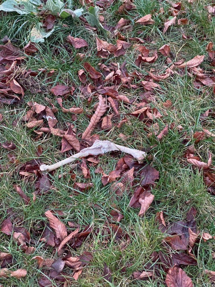 Giftköder-Komischer sehr großer Knochen-Profilbild