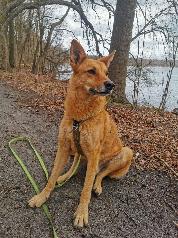 Hundetreffen-Social walk an der Leine (Tempelhofer Feld)-Profilbild