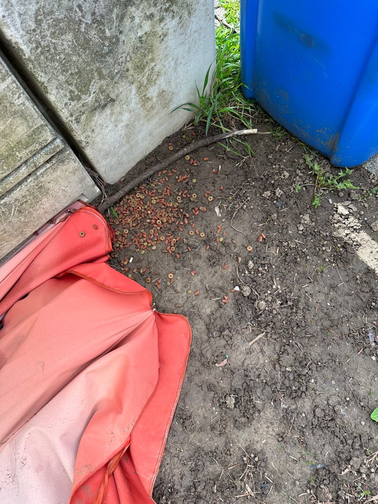 Giftköder-Eventuelle Gefahr durch Trockenfutter-Profilbild