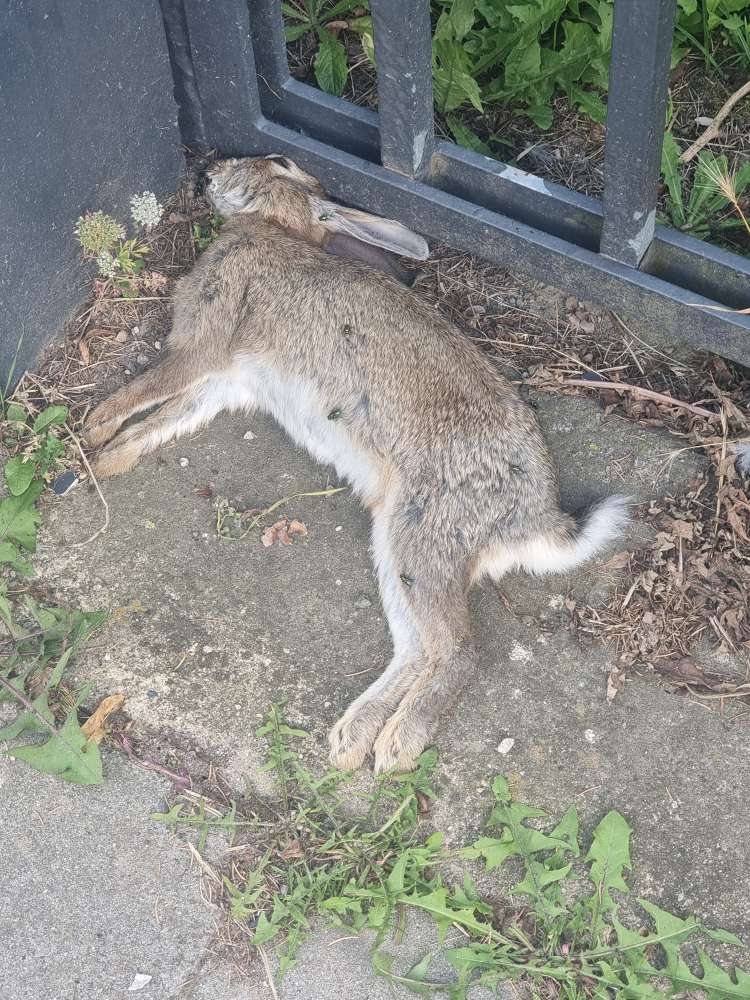 Giftköder-Toter Hase-Profilbild