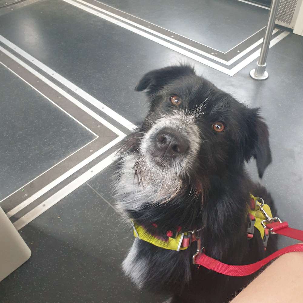 Hundetreffen-spielen, spazieren & trainieren-Profilbild