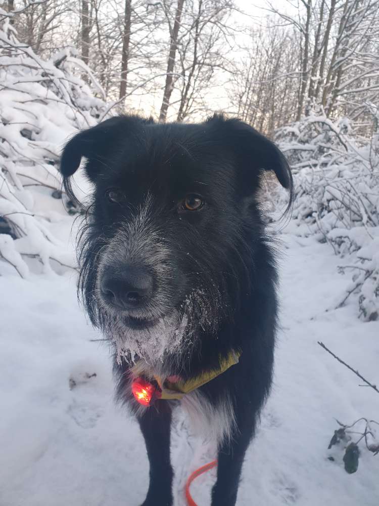 Hundetreffen-Spiel und Training-Profilbild