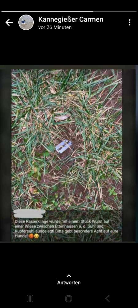 Giftköder-Rasierklinge auf einer Wiese zwischen Et-Profilbild