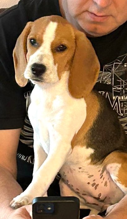 Hundetreffen-Welpentreffen-Profilbild