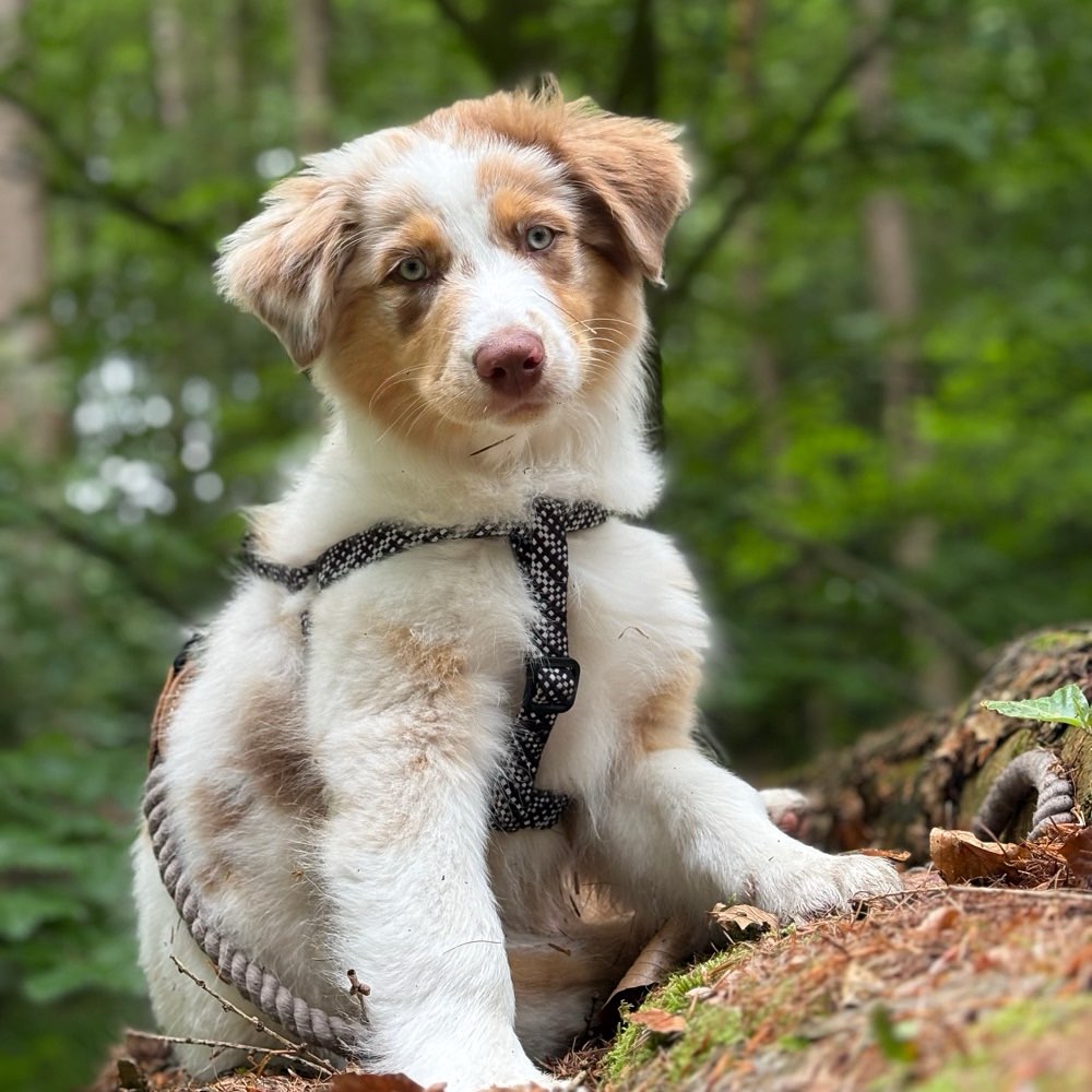 Hundetreffen-Spielpartner in Legden-Profilbild