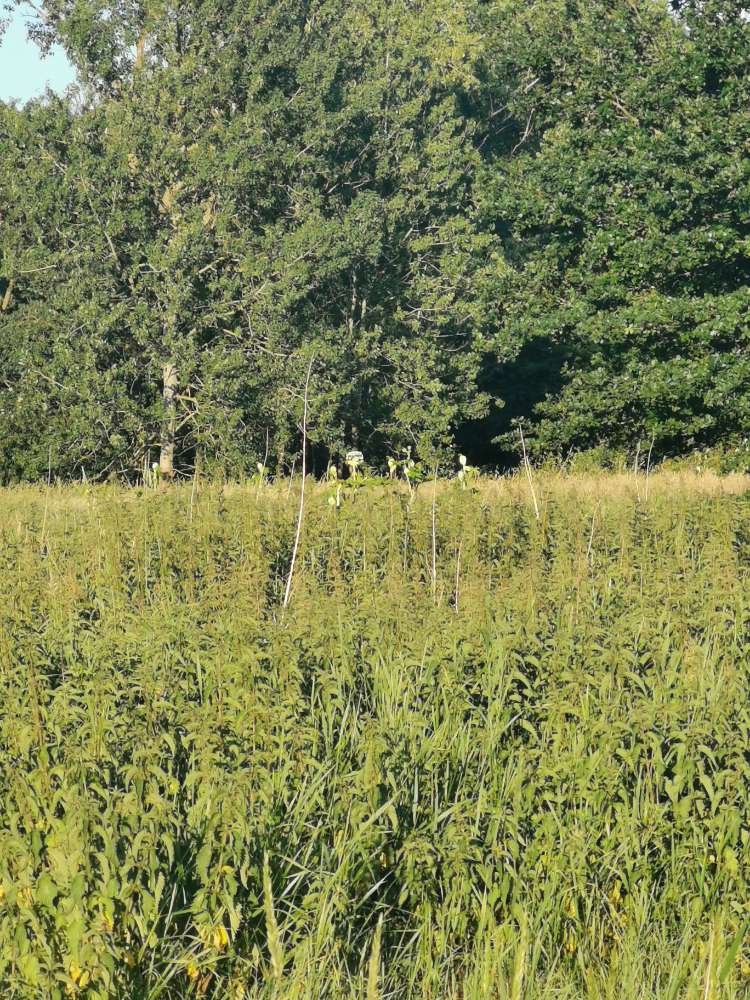 Giftköder-Riesenbärenklau-Profilbild