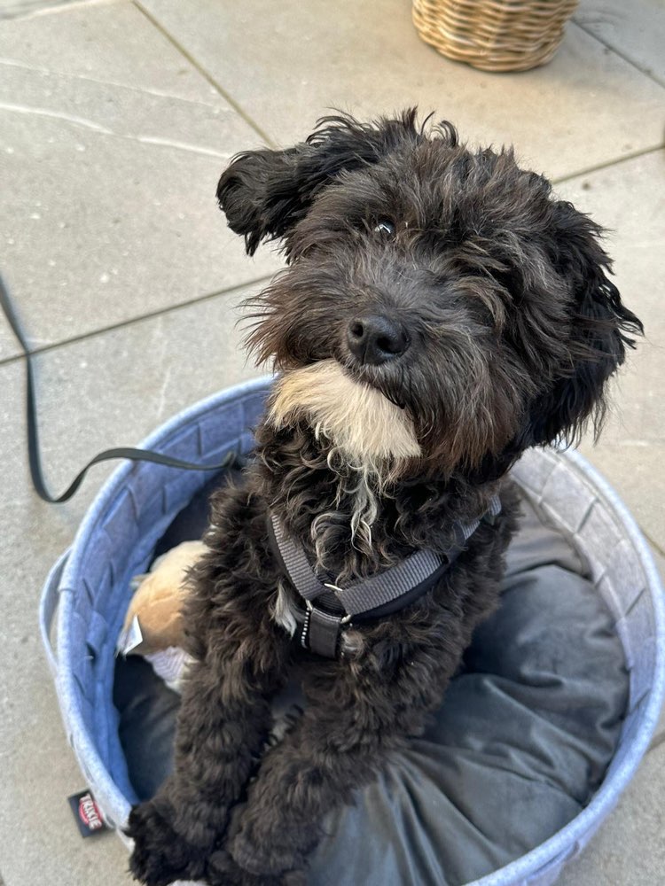 Hundetreffen-Dogsharing/Gegenseitiges Unterstützen-Profilbild