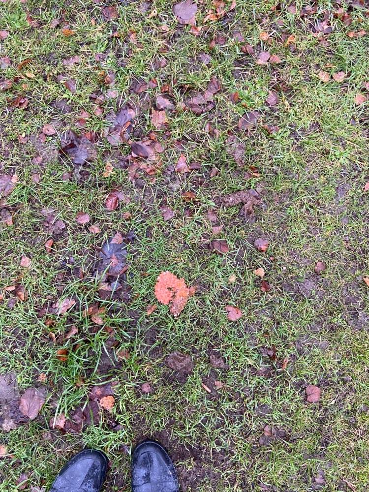 Giftköder-Vermutliche Giftköder-Profilbild