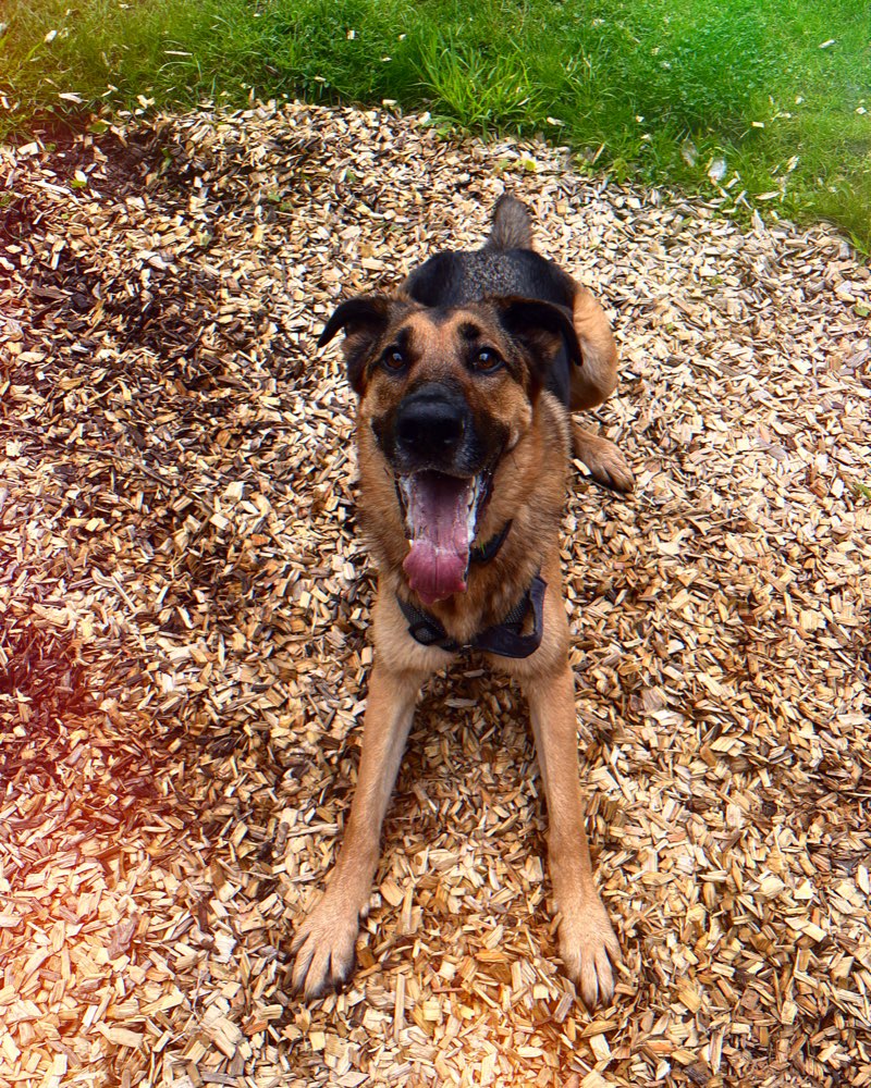 Hundetreffen-Gassi Runde neue Spielkameraden-Profilbild