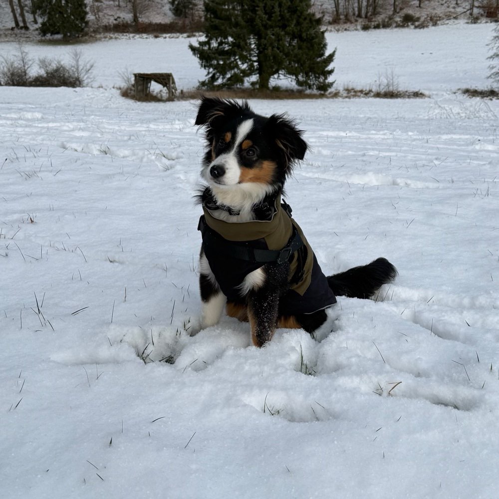 Hundetreffen-Welpenspielen-Profilbild
