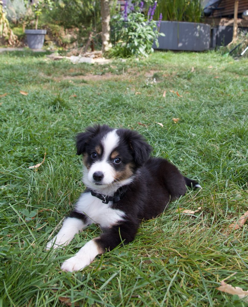 Hundetreffen-Welpenspielen-Profilbild