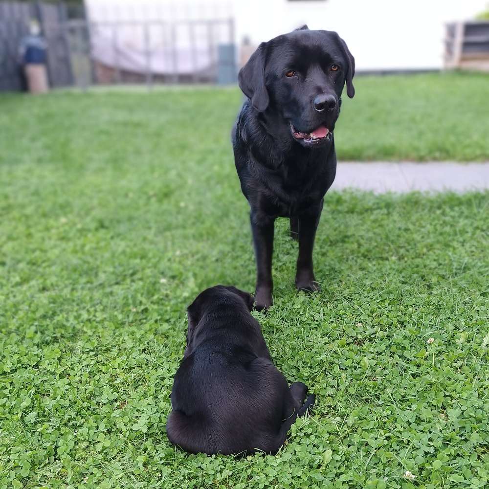 Hundetreffen-Hundetreffen in Aach-Profilbild