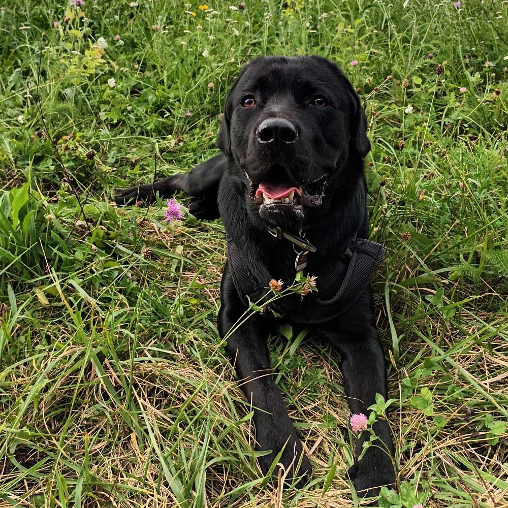 Hundetreffen-Hundetreffen in Aach-Profilbild