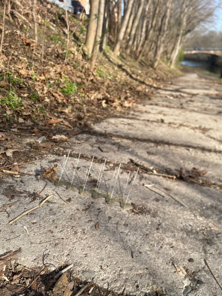 Giftköder-Taubenspikes-Profilbild