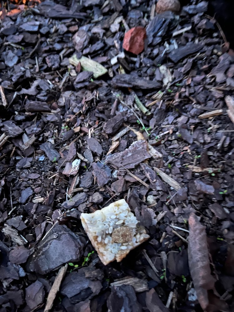 Giftköder-Giftköder-Profilbild