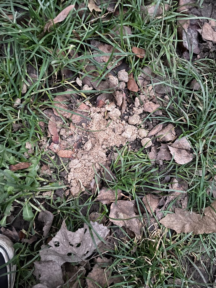 Giftköder-Trockenfutter?!-Profilbild