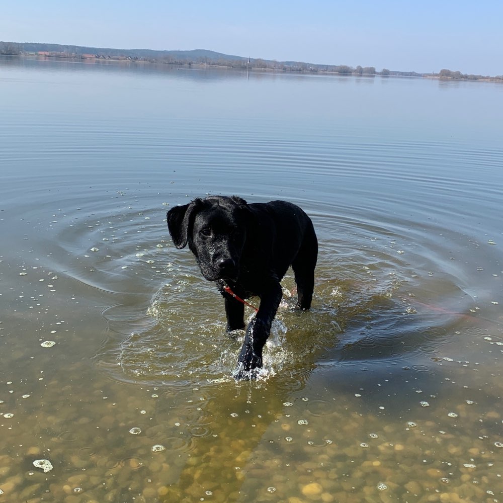 Hundetreffen-Gassi- und Spielrunde-Profilbild