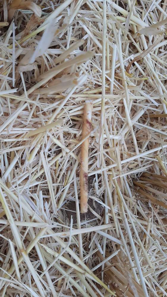 Giftköder-Evtl. Giftköder-Profilbild