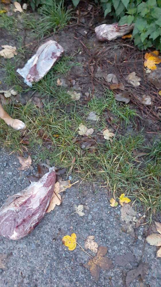 Giftköder-Drei große Fleischstücke in Tüten-Profilbild