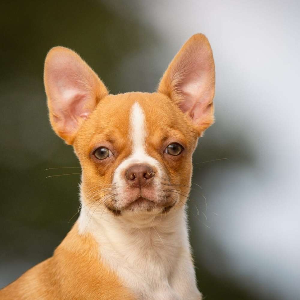 Hundetreffen-Hundetreffen kleine Hunde-Profilbild