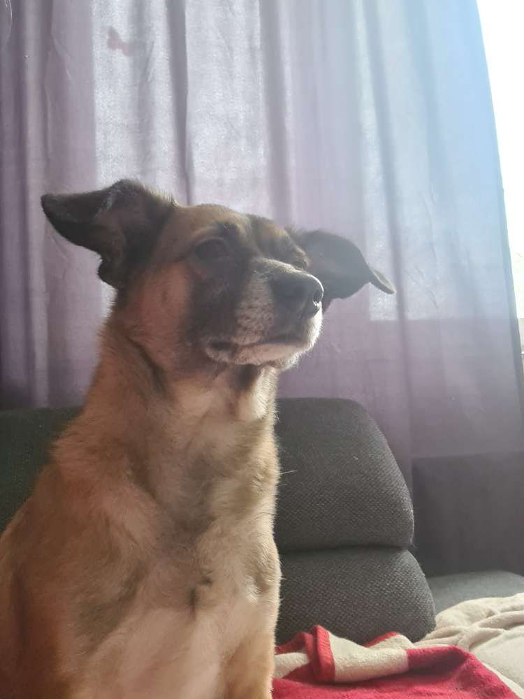 Hundetreffen-Schnüffelpartner gesucht-Profilbild