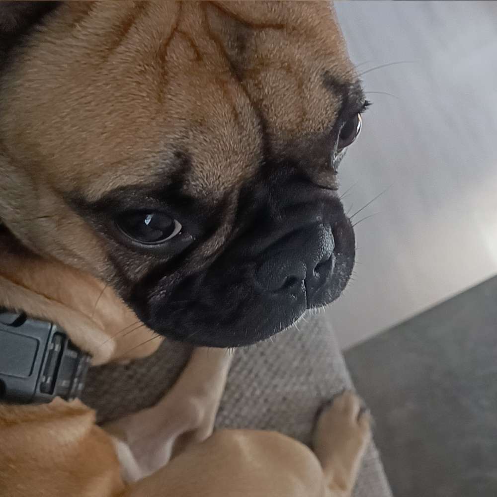 Hundetreffen-Spielrunde und Gassi gehen-Profilbild