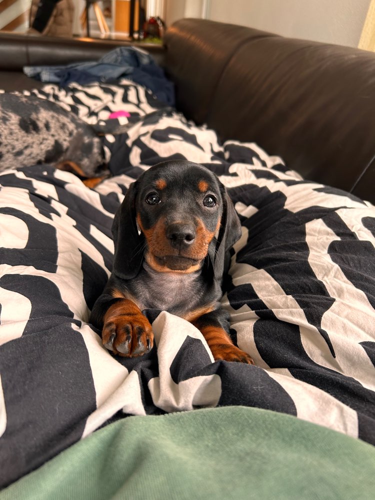 Hundetreffen-Welpen Treff Gersthofen-Profilbild