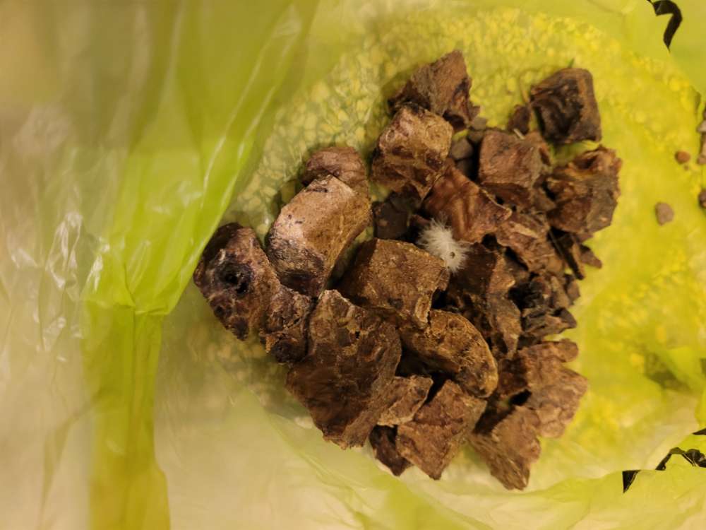 Giftköder-Vermutlich Giftköder-Profilbild