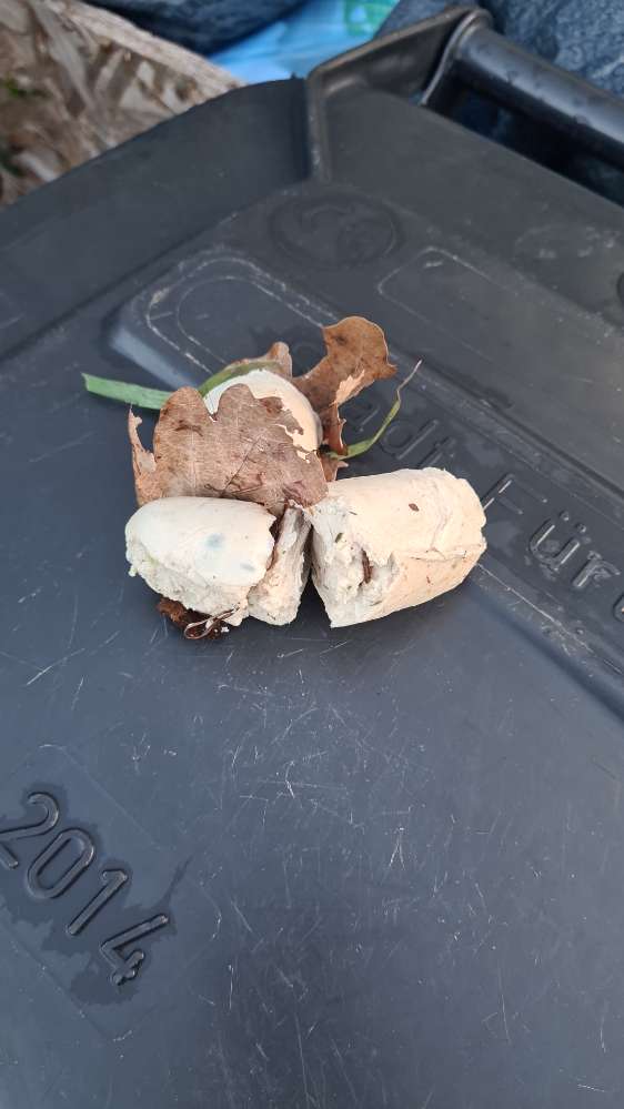 Giftköder-Weißwürste im Waldstück-Profilbild