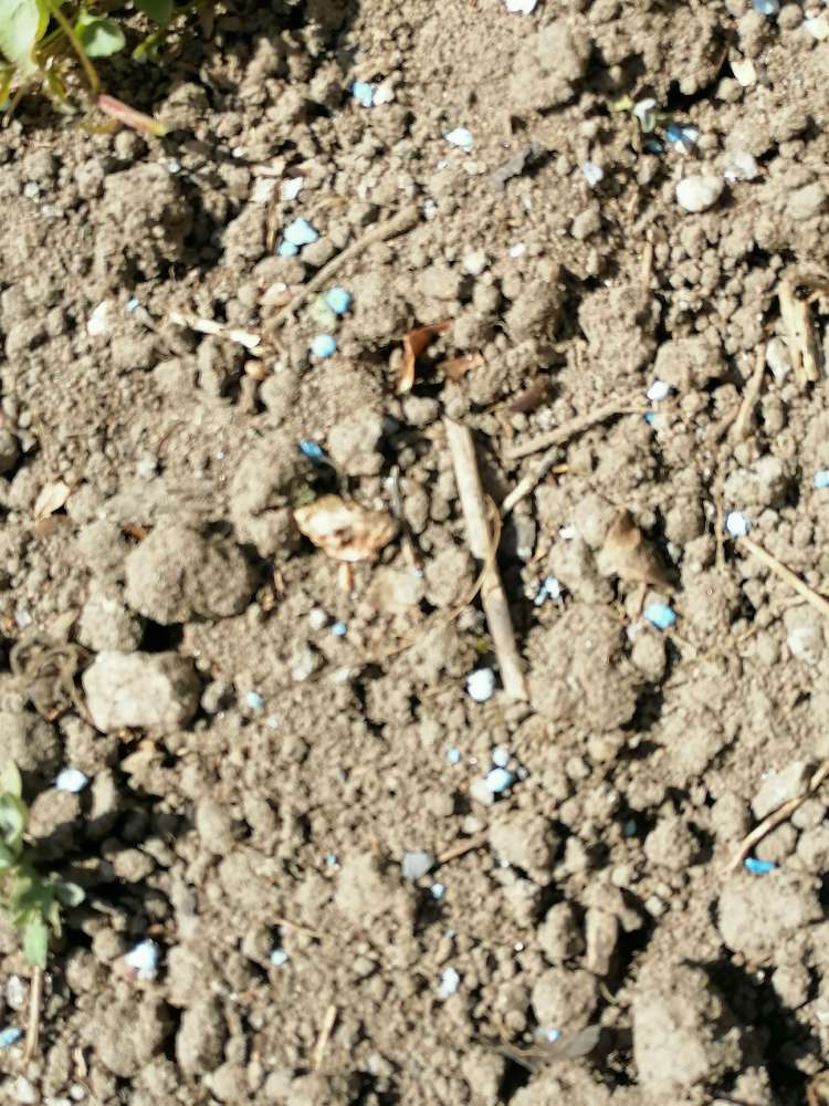 Giftköder-Blaukorn im Lilienbogen-Profilbild