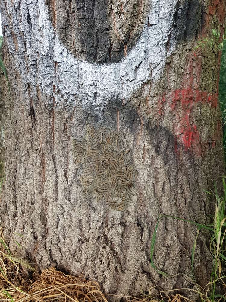 Giftköder-Eichenprozessionsspinner-Profilbild