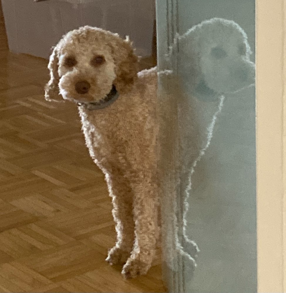 Hundetreffen-Sozialkontakte-Profilbild