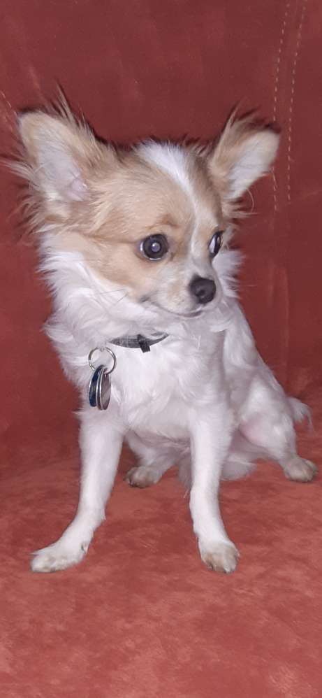 Hundetreffen-Welpentreffen in Voerde-Mitte (am Rathaus Haupteingang)-Profilbild