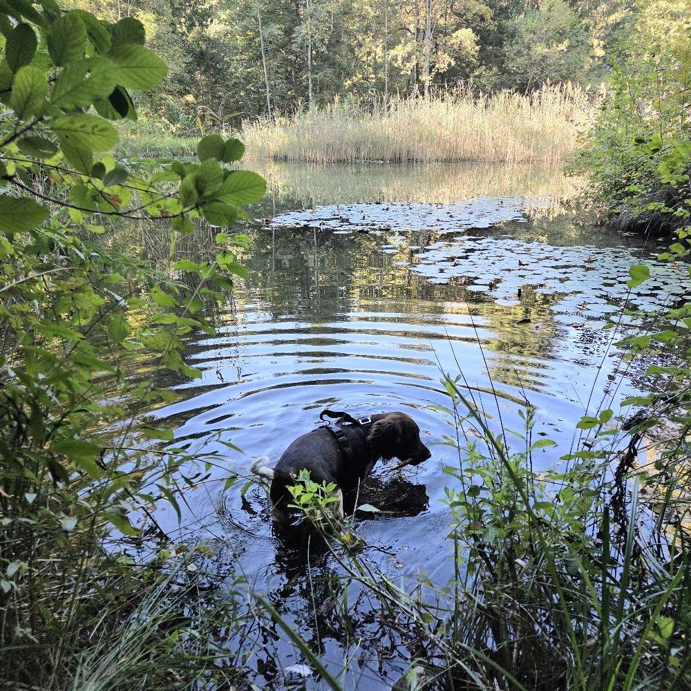 Hundetreffen-Jagdhundwelpen Raum Bern-Profilbild