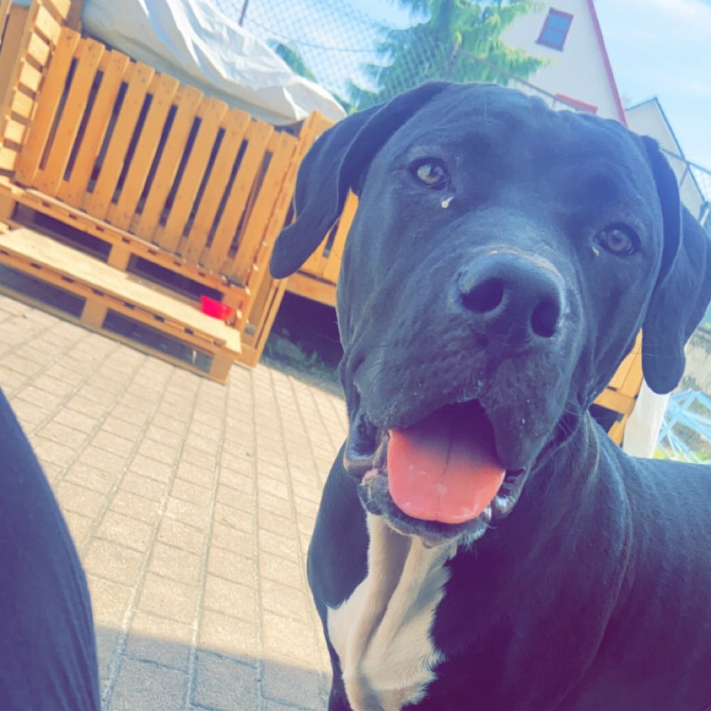 Hundetreffen-Welpen treffen / Junghunde-Profilbild