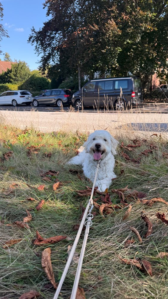 Hundetreffen-Goldendoodle aus dem Norden 🙂-Profilbild