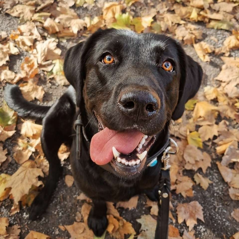 Hundetreffen-Gassipartner gesucht-Profilbild