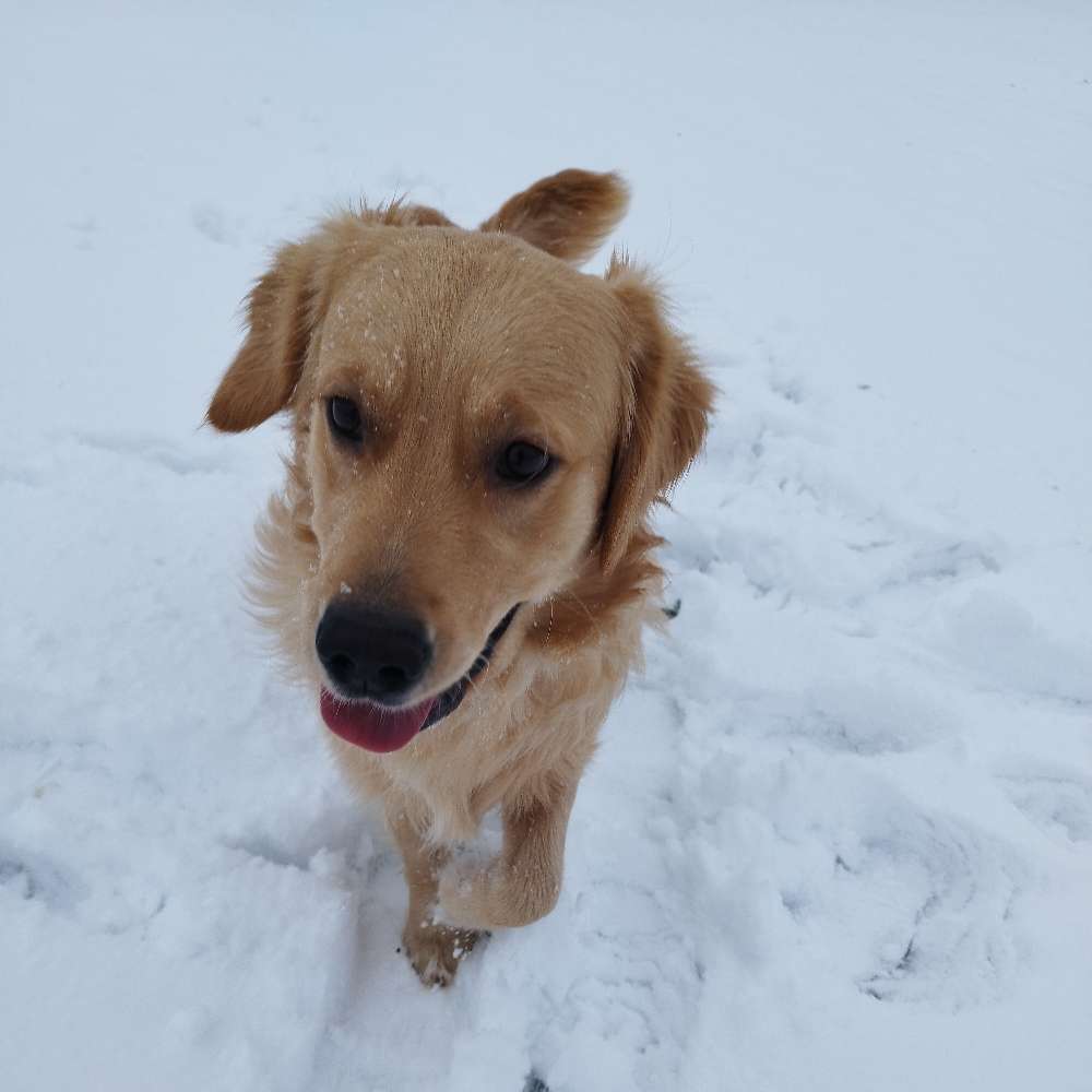 Hundetreffen-Gassirunde (vielleicht könnte mir ja jemand Tipps geben)-Profilbild
