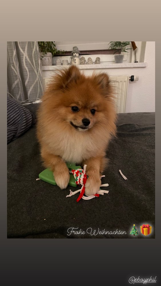 Hundetreffen-Spielfreunde gesucht-Profilbild