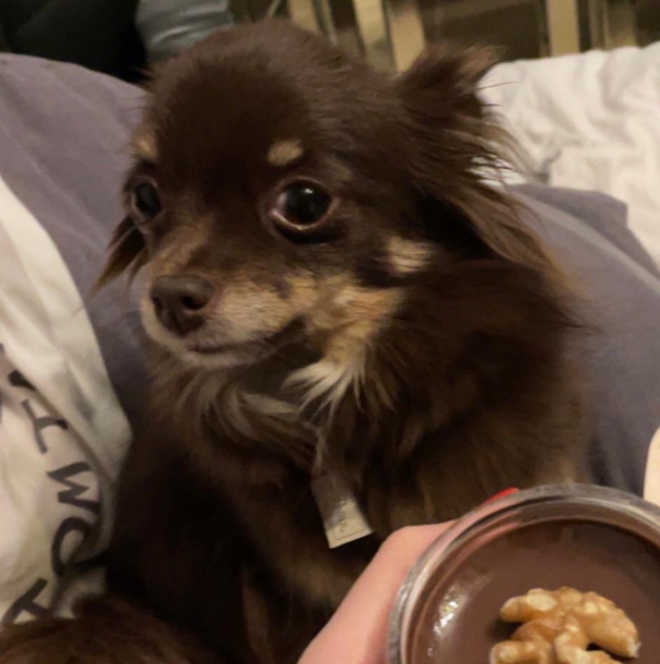 Suchmeldung-Peaches-Profilbild