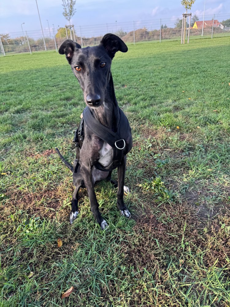 Hundetreffen-Windhunde Spielpartner gesucht-Profilbild