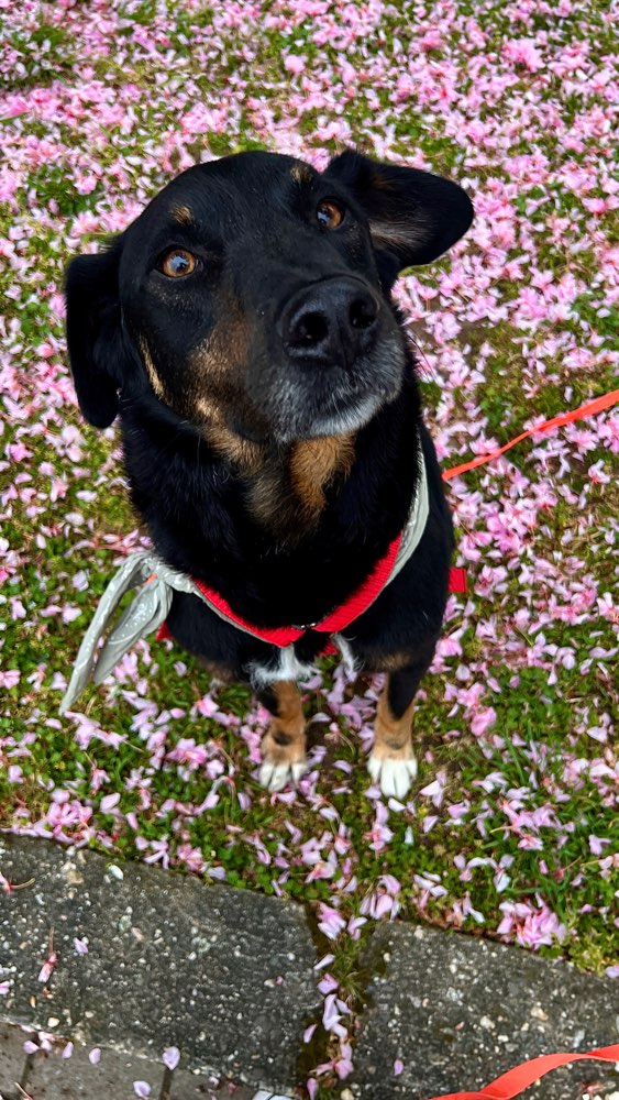 Hundetreffen-Schnupper Treffen & spielfreund gesucht-Profilbild